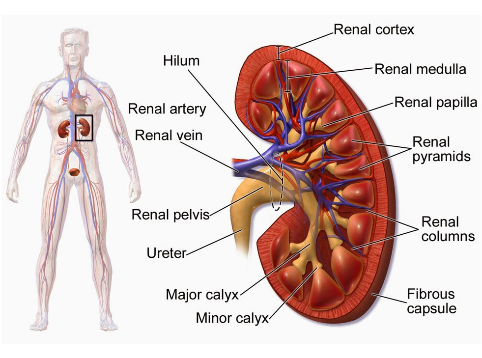 chronic-kidney-disease-and-end-stage-renal-disease-scott-d-mcdowall